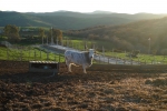 Знаменитый белый тосканский буйвол